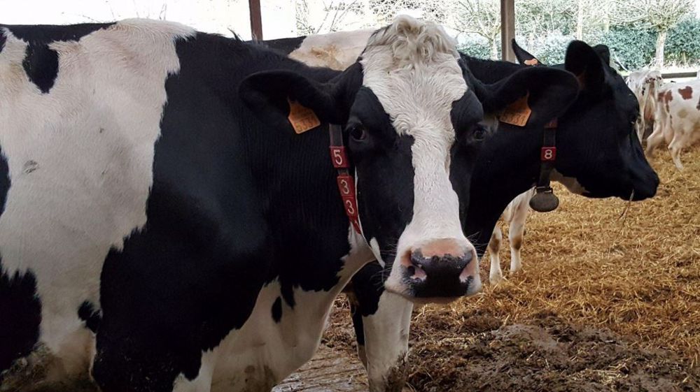 Le nouvel indicateur génomique sur la paratuberculose est une première mondiale. (©Terre-net Média)