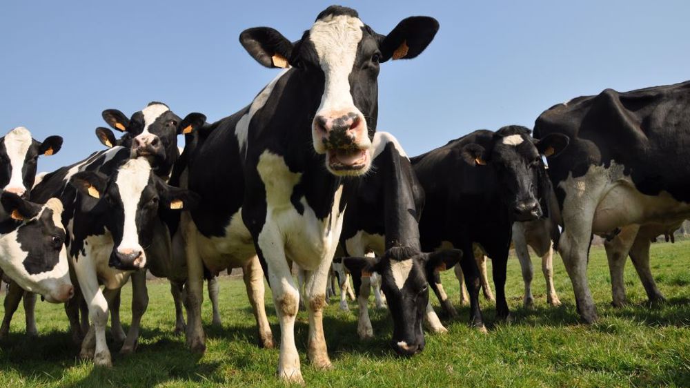 Si la ration est le levier le plus facilement actionnable pour les taux, c'est la génétique qu'il faut améliorer sur le long terme. (©Terre-net Média)
