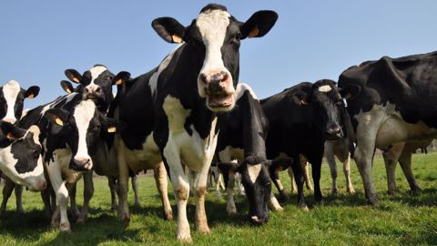 Si la ration est le levier le plus facilement actionnable pour les taux, c'est la génétique qu'il faut améliorer sur le long terme. (©Terre-net Média)