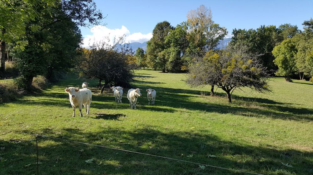 À la ferme expérimentale de Saint-Hilaire-en-Woëvre, le chargement est de 1,2 UGB/ha. (©Terre-net media)