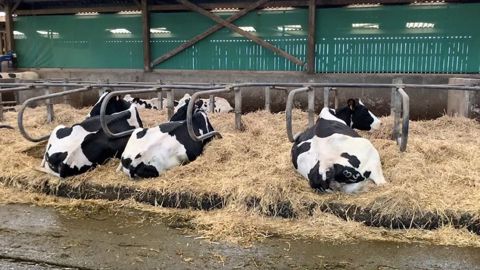 Vaches laitières en logettes