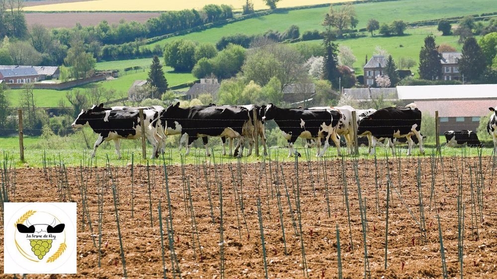 Plutôt insolite des vignes au milieu des prairies des vaches laitières, qui plus est dans l'Oise ! (©Ferme de Roy)
