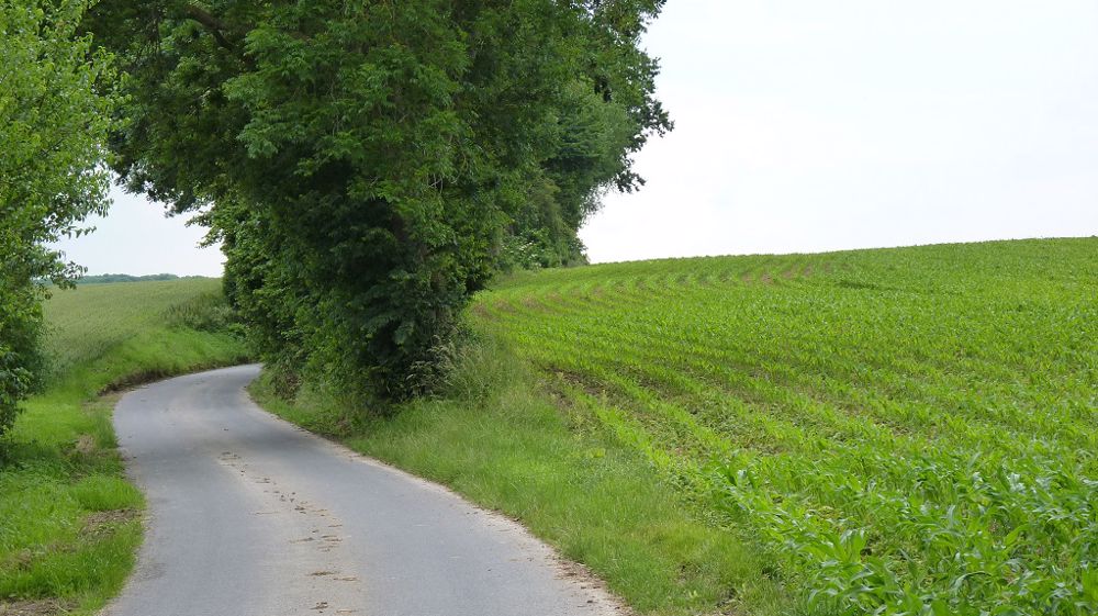 Quelle stratégie de fertilisation azotée adopter sur maïs dans le contexte de la campagne 2022 ? (©Terre-net Média)