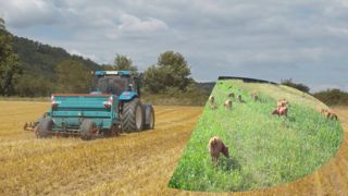 Du sorgho fourrager en interculture suivi d'un méteil Du sorgho fourrager en interculture suivi d'un méteil