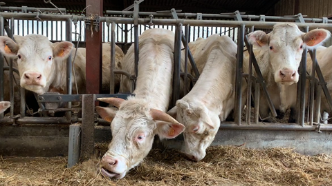 Des marges de manœuvre existent pour travailler sur son coût alimentaire à condition d'éviter les changements de régimes brutaux. (©Terre-net Média) Des marges de manœuvre existent pour travailler sur son coût alimentaire à condition d'éviter les changements de régimes brutaux. (©Terre-net Média)