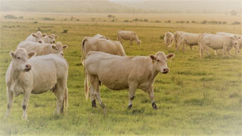 Quel avenir pour l'élevage bovin dans une agriculture décarbonée ? Quel avenir pour l'élevage bovin dans une agriculture décarbonée ?