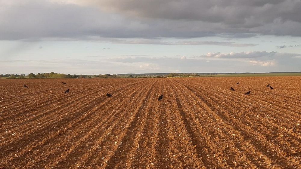 Et vous ? Êtes-vous concerné cette année par des dégâts dans les semis de printemps ? N'hésitez pas à laisser un commentaire sous cet article. (©Terre-net Média)