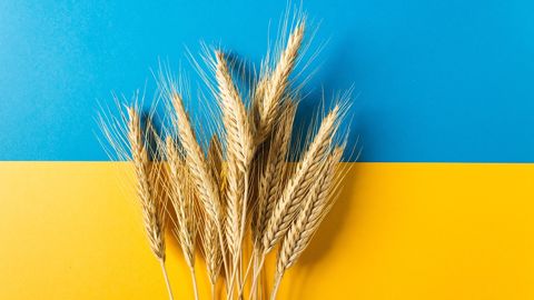 La production de blé en Ukraine va baisser de plus d'un tiers cette campagne. (©AdobeStock)