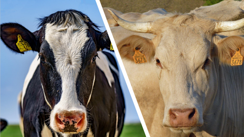 A travers le Réseau d'élevage Inosys, l'Institut de l'élevage cherche à évaluer la durabilité économique des filières ruminants. (© Pixabay) A travers le Réseau d'élevage Inosys, l'Institut de l'élevage cherche à évaluer la durabilité économique des filières ruminants. (© Pixabay)