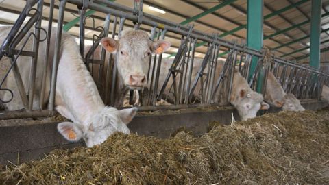 À l'inverse des autres catégories, les abattages de vaches allaitantes sont en hausse sur un an au mois d'avril (©Terre-net Média)