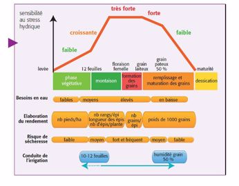 Évolution, incidence sur la production et sensibilité au stress hydrique au cours des différents stades du maïs