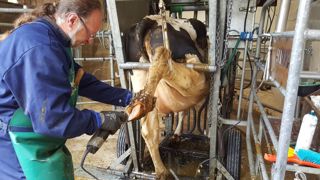 La cage de parage doit permettre d'intervenir rapidement et en toute sécurité sur une vache boiteuse. (©Terre-net Média) La cage de parage doit permettre d'intervenir rapidement et en toute sécurité sur une vache boiteuse. (©Terre-net Média)