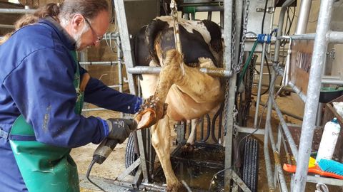 La cage de parage doit permettre d'intervenir rapidement et en toute sécurité sur une vache boiteuse. (©Terre-net Média) La cage de parage doit permettre d'intervenir rapidement et en toute sécurité sur une vache boiteuse. (©Terre-net Média)
