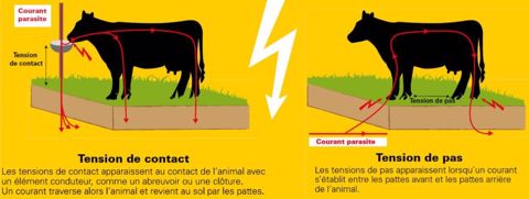 Les courants parasites en élevages