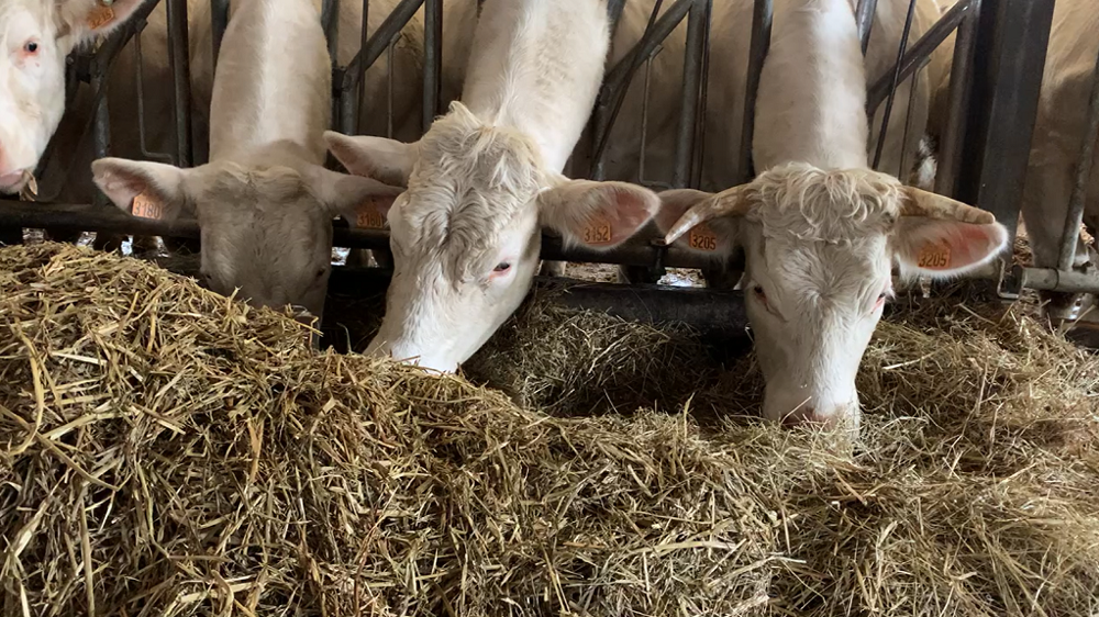 Bien finir ses réformes allaitantes en agriculture biologique Bien finir ses réformes allaitantes en agriculture biologique