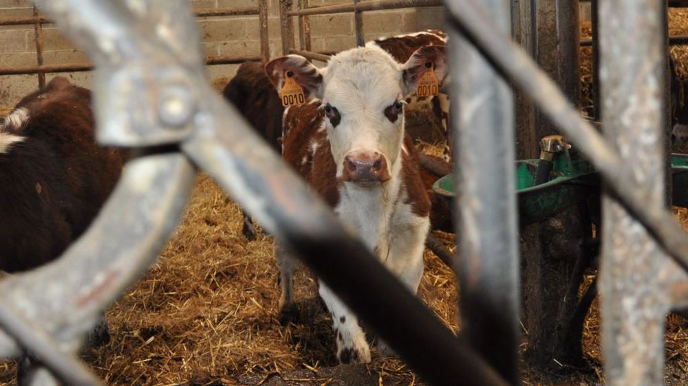Le contexte actuel fait planer un gros risque de disparition de la filière veaux de boucherie. (©Terre-net Média)