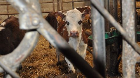 Le contexte actuel fait planer un gros risque de disparition de la filière veaux de boucherie. (©Terre-net Média) Le contexte actuel fait planer un gros risque de disparition de la filière veaux de boucherie. (©Terre-net Média)