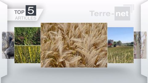 Articles les plus lus sur Terre-net cette semaine. (©Terre-net Média)