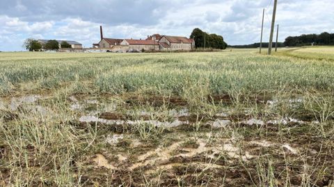 L'un des champs de Dominique Poyau, après l'orage de samedi dernier.