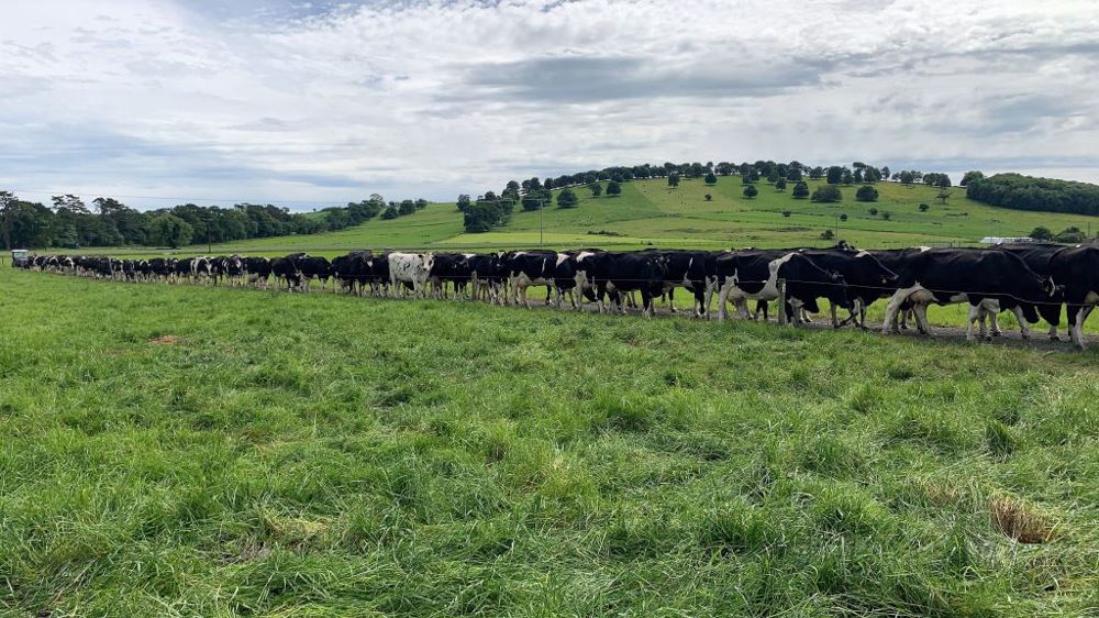 Sur la ferme expérimentale, la traite a lieu à 7h le matin et 15h30 l'après-midi car ce sont exclusivement des salariés qui s'en occupent. (©Terre-net Média) Sur la ferme expérimentale, la traite a lieu à 7h le matin et 15h30 l'après-midi car ce sont exclusivement des salariés qui s'en occupent. (©Terre-net Média)
