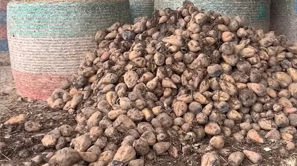 La betterave n'a pas que des atouts zootechniques, elle permet aussi de sécuriser ses apports en fourrage. (©Terre-net media)