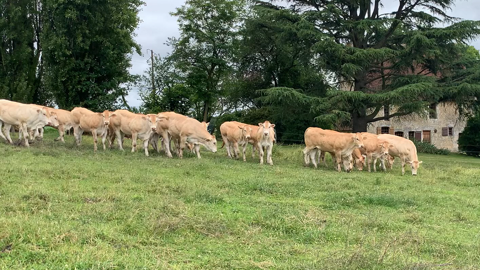 La contractualisation permet d'établir un prix de vente en rapport avec le coût de production des éleveurs (©Terre-net Média) La contractualisation permet d'établir un prix de vente en rapport avec le coût de production des éleveurs (©Terre-net Média)