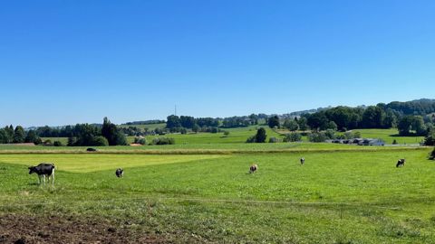 En Suisse, dans le canton de Fribourg, Michel Clément élève 80 vaches laitières pour produire du lait destiné au gruyère. (©Terre-net Média) En Suisse, dans le canton de Fribourg, Michel Clément élève 80 vaches laitières pour produire du lait destiné au gruyère. (©Terre-net Média)
