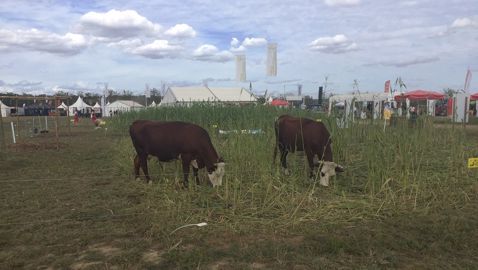 Animaux dans le village agroécologique