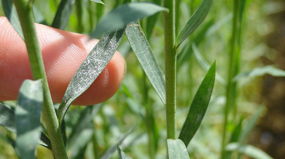 Quelles solutions pour réduire le recours aux produits phytos en lin fibre ? (©Arvalis-Institut du végétal)
