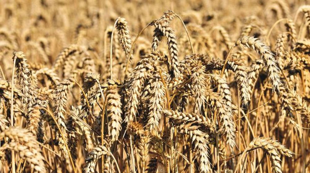  Le blé SRW à échéance septembre 2022 a chuté de 47,25 c$/bu. (©Pixabay)