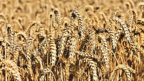  Le blé SRW à échéance septembre 2022 a chuté de 47,25 c$/bu. (©Pixabay)