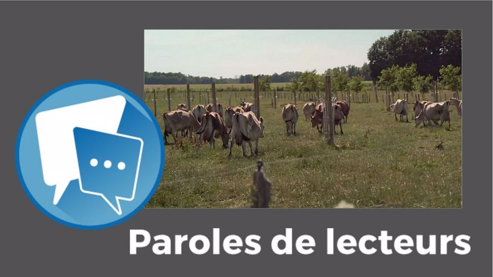 Planter des arbres, une solution contre le réchauffement climatique en élevage ? (©Cassiana_Sarrazin // Création Terre-net Média)