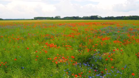 En plus de la perte de rendement, il est nécessaire de garder à l'esprit que les mauvaises herbes peuvent avoir une nuisibilité indirecte et secondaire. (©Corteva)