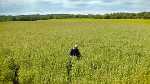 Dans l'Ain, ils ont amélioré leur autonomie grâce au méteil Dans l'Ain, ils ont amélioré leur autonomie grâce au méteil