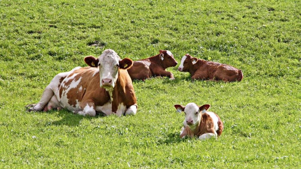 Des vêlages en fin d'été permettent de profiter des repousses d'herbe automnales (intéressant pour les zones séchantes où la pousse est plus faible l'été). (©Terre-net Média)