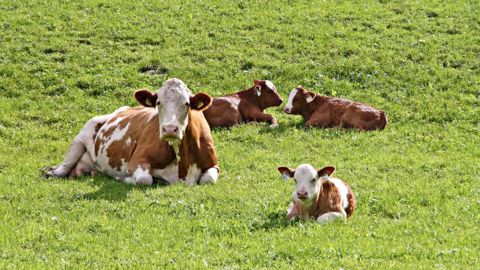 Des vêlages en fin d'été permettent de profiter des repousses d'herbe automnales (intéressant pour les zones séchantes où la pousse est plus faible l'été). (©Terre-net Média) Des vêlages en fin d'été permettent de profiter des repousses d'herbe automnales (intéressant pour les zones séchantes où la pousse est plus faible l'été). (©Terre-net Média)