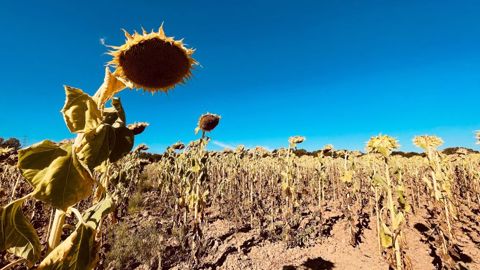 La sécheresse de cet été endommage les tournesols, ici dans la région de la Loire (©zoozanne, Twitter) La sécheresse de cet été endommage les tournesols, ici dans la région de la Loire (©zoozanne, Twitter)