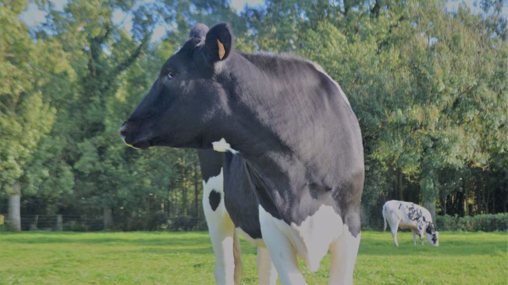 Pour la FNPL, les hausses de prix dans la distribution doivent impérativement revenir aux éleveurs pour éviter la décapitalisation (©Terre-net Média)