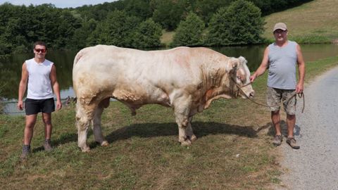 Charolais au Gaec Cante (03)