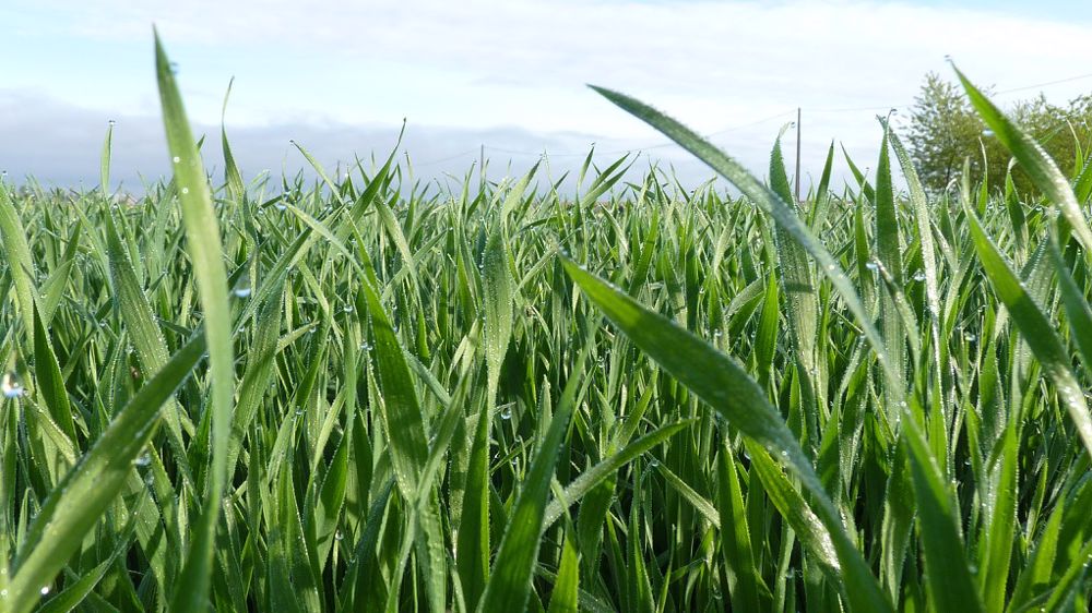 L'analyse de sève permet de prévenir les carences des plantes avant que les symptômes ne soient visibles (environ 2 semaines avant).