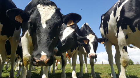 Malgré les effets de la sécheresse sur la production fourragère, les niveaux du prix du lait standard incitent les éleveurs à garder les vaches dans les exploitations. (©Terre-net Média) Malgré les effets de la sécheresse sur la production fourragère, les niveaux du prix du lait standard incitent les éleveurs à garder les vaches dans les exploitations. (©Terre-net Média)