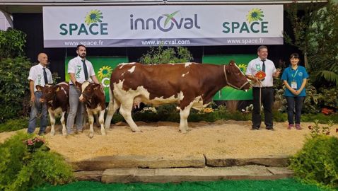 Obaine, la championne femelle en Rouge des prés