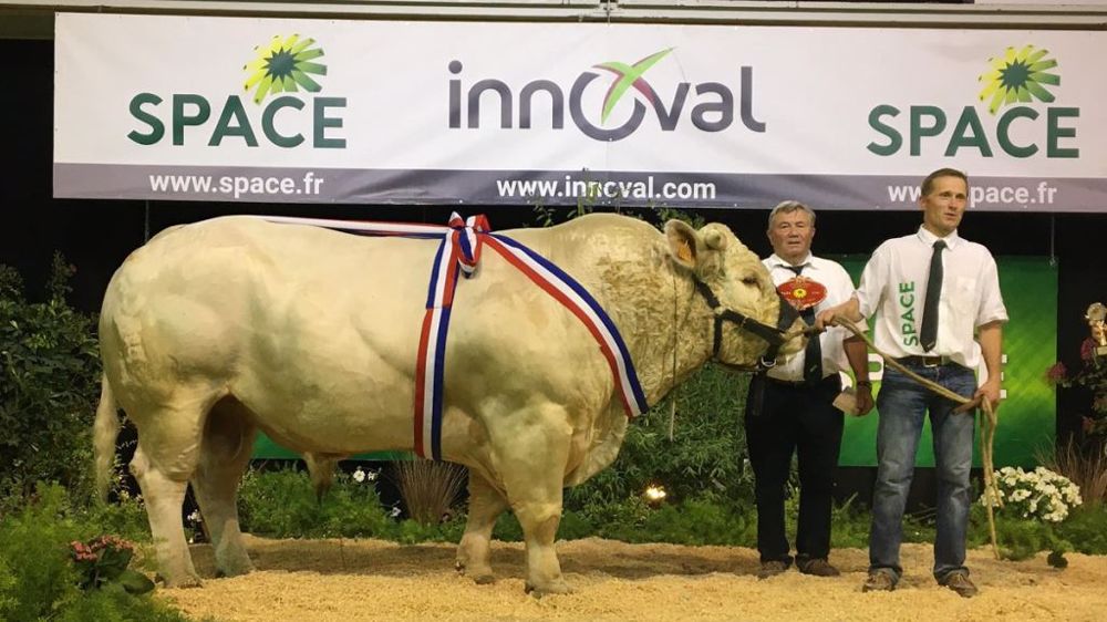 Obelix, meilleur animal du concours charolais au Space. (©Page Facebook Herdbook Charolais)