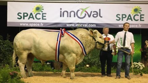Obelix, meilleur animal du concours charolais au Space. (©Page Facebook Herdbook Charolais) Obelix, meilleur animal du concours charolais au Space. (©Page Facebook Herdbook Charolais)