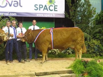 Little, championne femelle de la race limousine