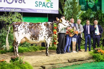 Olande, grande championne de la race Normande au Space 2022