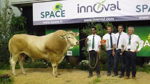 Prince, meilleur animal du concours Blonde d'Aquitaine. (©Space) Prince, meilleur animal du concours Blonde d'Aquitaine. (©Space)