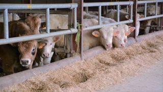Avec la sécheresse, les éleveurs vont vendre des animaux qu'habituellement ils engraissent, et envoyer plus rapidement des vaches à la réforme, alerte Christine Valentin. (©Terre-net Média) Avec la sécheresse, les éleveurs vont vendre des animaux qu'habituellement ils engraissent, et envoyer plus rapidement des vaches à la réforme, alerte Christine Valentin. (©Terre-net Média)