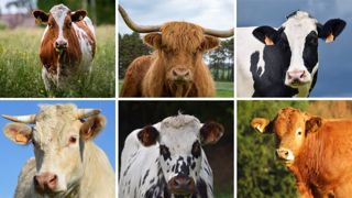 La race Prim'Holstein compte 222 000 vaches de moins en 2022 qu'en 2012, soit une diminution de cheptel de 9 %. (©Pixabay) La race Prim'Holstein compte 222 000 vaches de moins en 2022 qu'en 2012, soit une diminution de cheptel de 9 %. (©Pixabay)