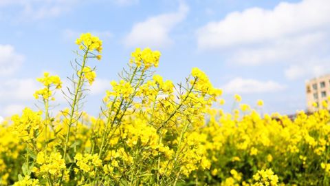 Peu avant 14h00, ce mercredi, le colza Euronext à terme novembre 2022 bondissait de 18,75 €/t, à 593,50 €/t. (©Pixabay) Peu avant 14h00, ce mercredi, le colza Euronext à terme novembre 2022 bondissait de 18,75 €/t, à 593,50 €/t. (©Pixabay)